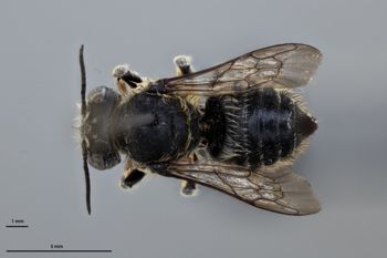 Media type: image; Entomology 611190   Aspect: habitus dorsal view